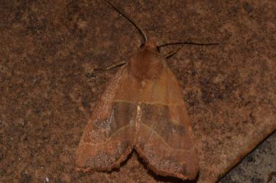 <i>Atethmia centrago</i>