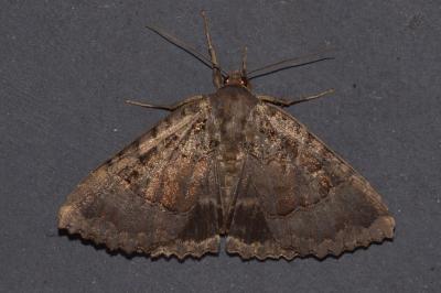 <i>Mormo maura</i>