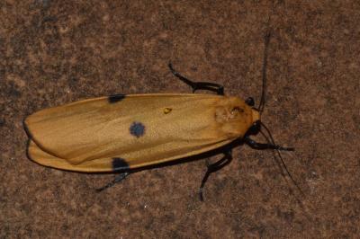 <i>Lithosia quadra</i>