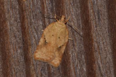 <i>Acleris ferrugana/notana</i>