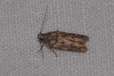 <i>Teleiopsis diffinis</i>