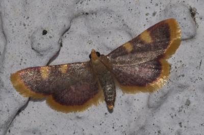 <i>Hypsopygia costalis</i>
