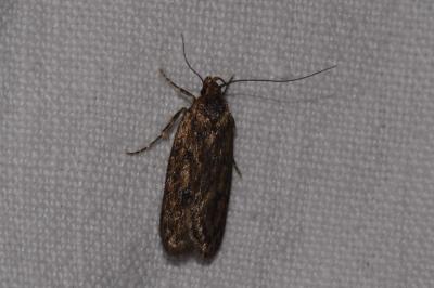 <i>Hofmannophila pseudospretella</i>
