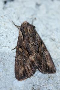 <i>Mniotype solieri</i>