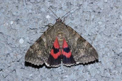 <i>Catocala nupta</i>