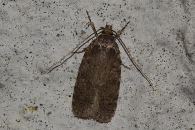 <i>Agonopterix heracliana</i>