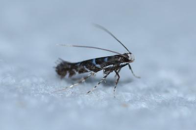 <i>Parectopa ononidis</i>