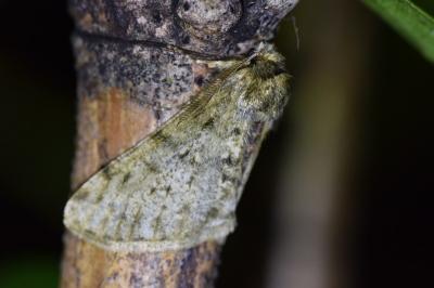 <i>Phigalia pilosaria</i>
