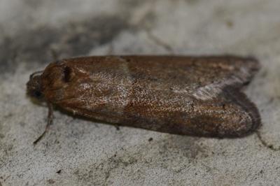 <i>Tortricodes alternella</i>