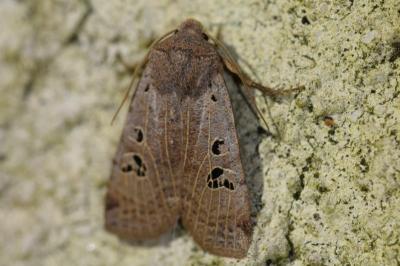 <i>Conistra rubiginosa</i>