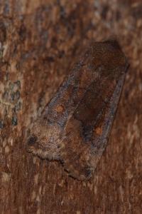 <i>Eupsilia transversa</i>