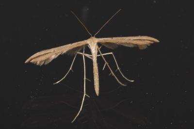 <i>Emmelina argoteles/monodactyla</i>