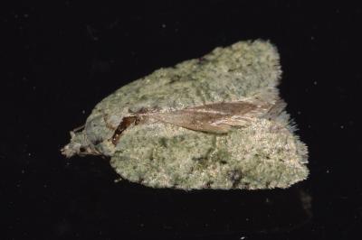 <i>Acleris literana</i>