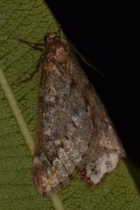 <i>Alsophila aescularia</i>