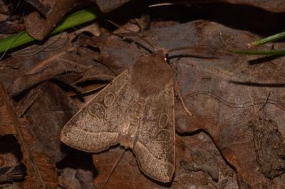 <i>Orthosia cerasi</i>