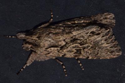 <i>Xylocampa areola</i>