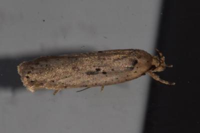 <i>Agonopterix yeatiana</i>