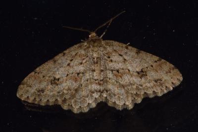 <i>Ectropis crepuscularia</i>