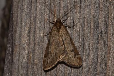 <i>Alsophila aescularia</i>