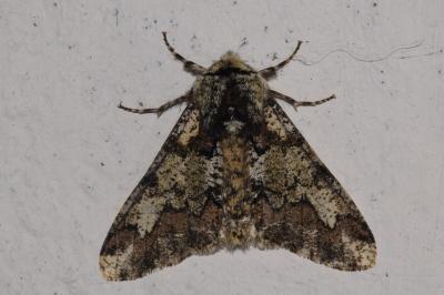 <i>Biston strataria</i>