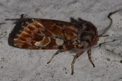 <i>Panolis flammea</i>