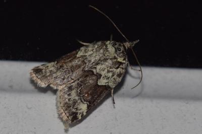 <i>Nycteola siculana</i>