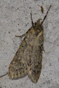 <i>Diurnea fagella</i>