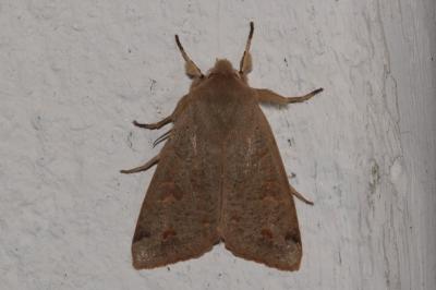 <i>Anorthoa munda</i>