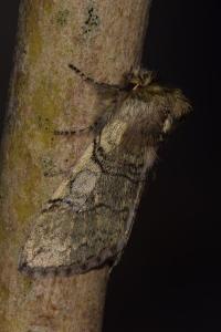 <i>Achlya flavicornis</i>