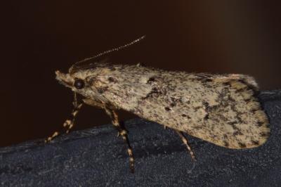<i>Diurnea fagella</i>
