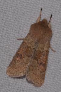 <i>Orthosia miniosa</i>