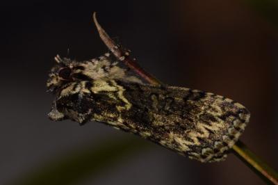 <i>Polyploca ridens</i>