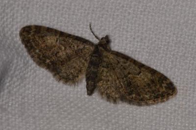 <i>Eupithecia abbreviata</i>
