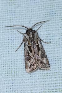 <i>Agrotis vestigialis</i>
