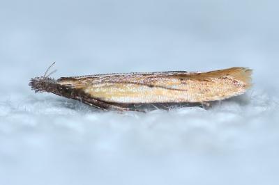 <i>Dichomeris limosella</i>