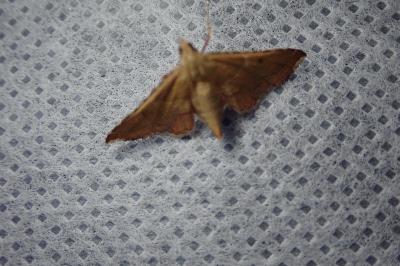 <i>Endotricha flammealis</i>