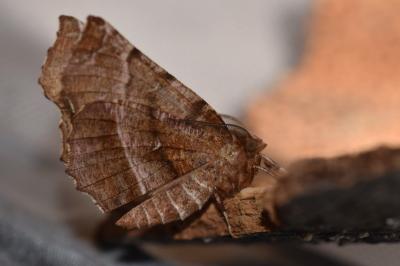 <i>Selenia dentaria</i>