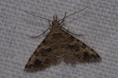 <i>Alucita hexadactyla</i>