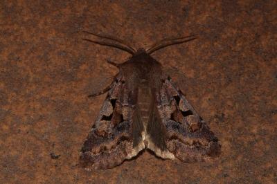 <i>Orthosia gothica</i>