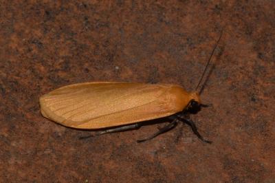 <i>Wittia sororcula</i>