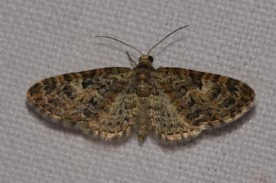 <i>Eupithecia dodoneata</i>