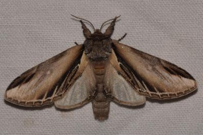 <i>Pheosia tremula</i>