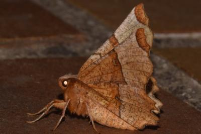 <i>Selenia lunularia</i>
