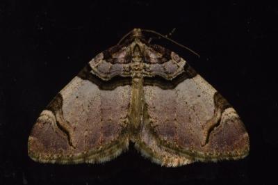 <i>Anticlea derivata</i>