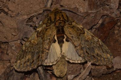 <i>Peridea anceps</i>