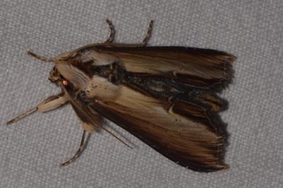 <i>Cucullia lychnitis/scrophulariae/verbasci</i>