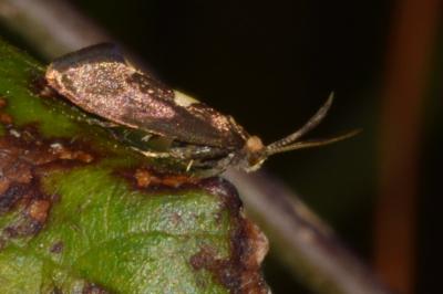 <i>Incurvaria masculella</i>