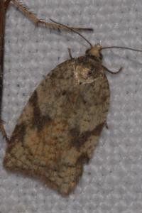 <i>Acleris ferrugana/notana</i>