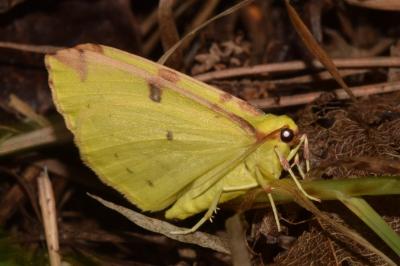 <i>Opisthograptis luteolata</i>