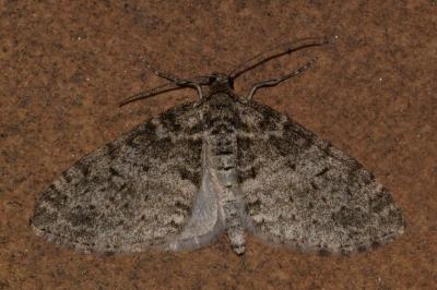 <i>Lobophora halterata</i>
